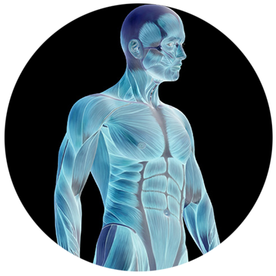 491-circle blue skeletal muscle shape of a man