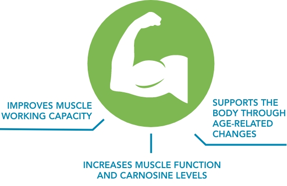 muscle graphic